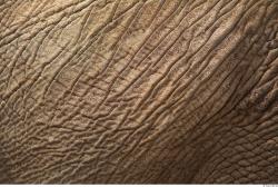 Photo Textures of Animals Skin